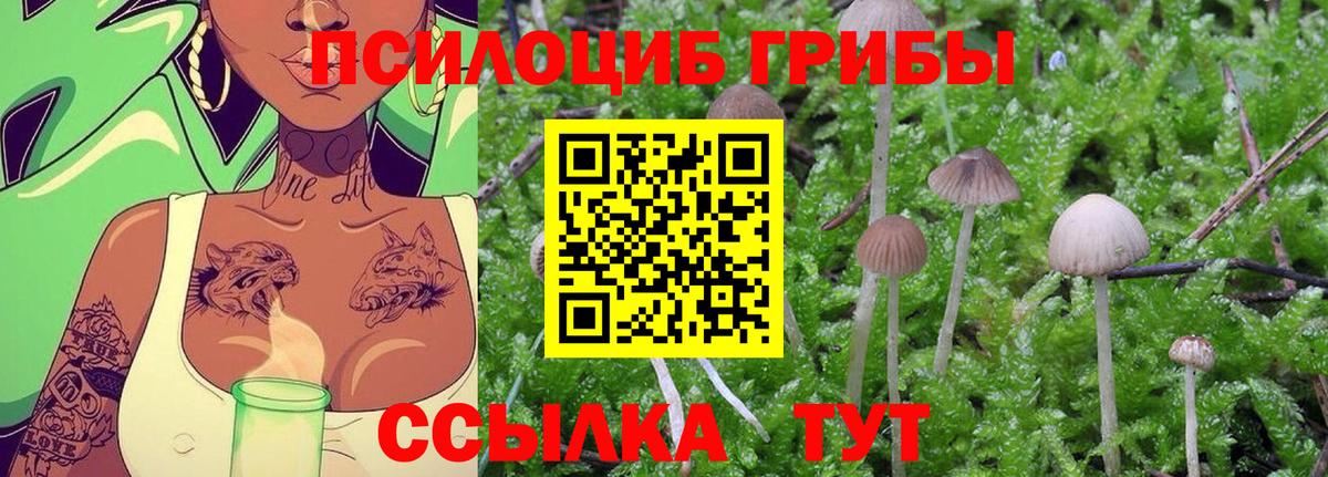 Галлюциногенные грибы Psilocybine cubensis Люберцы